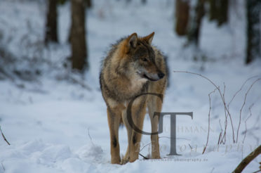 Der Tundrawolf im Schnee – Teil 1