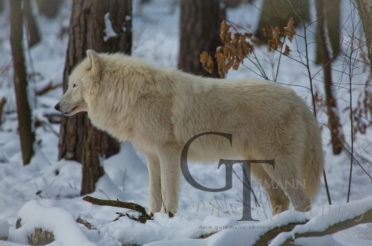 Der Tundrawolf im Schnee – Teil 2
