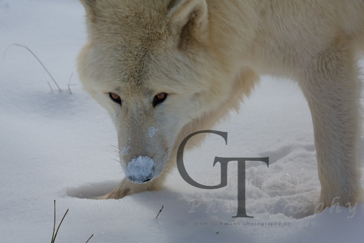 Der Tundrawolf im Schnee – Teil 3