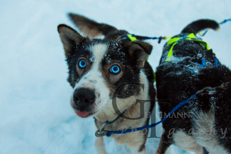Tromso Hundeschlitten fahren