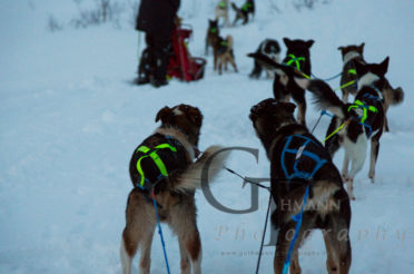 Hundeschlitten fahren in Norwegen