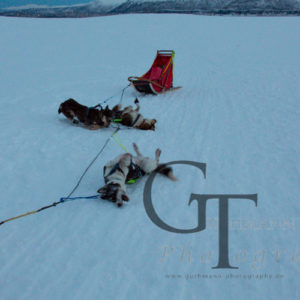 Tromso Hundeschlitten fahren