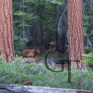 Yosemite National Park Schwarzbär