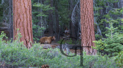 Yosemite National Park Schwarzbär
