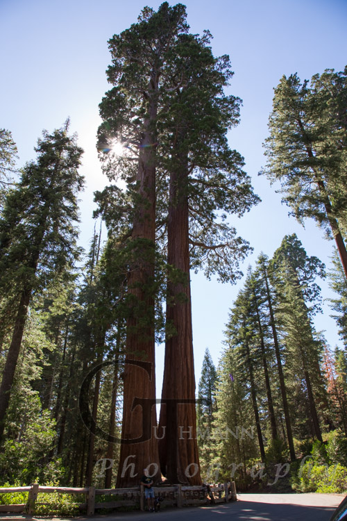 Sequoia Baumriese