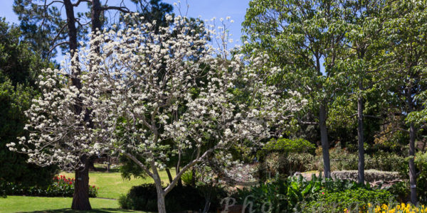 Blütenpracht im Botanischen Garten von Sydney im Frühling