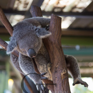 Koala Sanctuary Koala