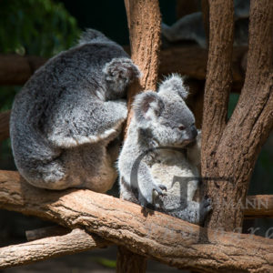 Koala Sanctuary Koala Baby