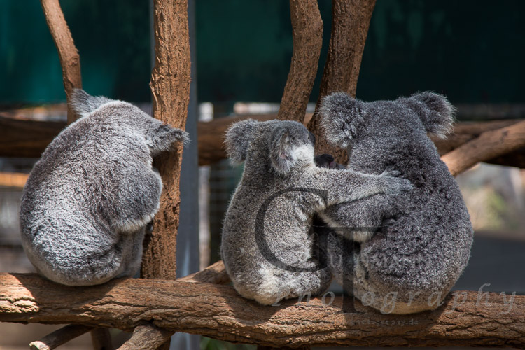 Koala Sanctuary Koala Familie