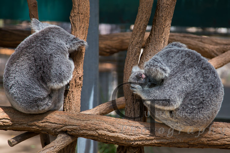 Koala Sanctuary Koala Familie
