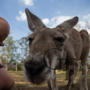 Koala Sanctuary Kangaroo schaut in Kameralinse