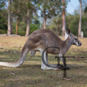 Koala Sanctuary Kangaroo