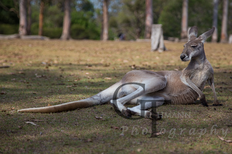 Koala Sanctuary liegendes Kangaroo