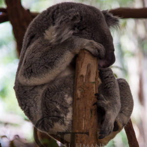 Koala Sanctuary schlafender Koala