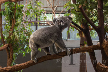 Kängurus und Koalas zum Greifen nahe
