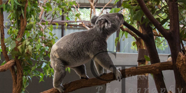 Koala Sanctuary Koala