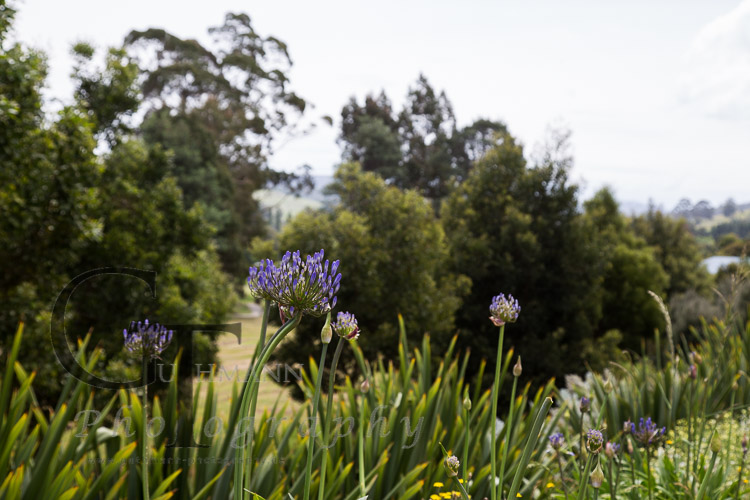Tasmanien Geeveston Alte Holzfäller Stadt Blumen
