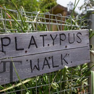 Tasmanien Geeveston Alte Holzfäller Stadt Platypus Walk