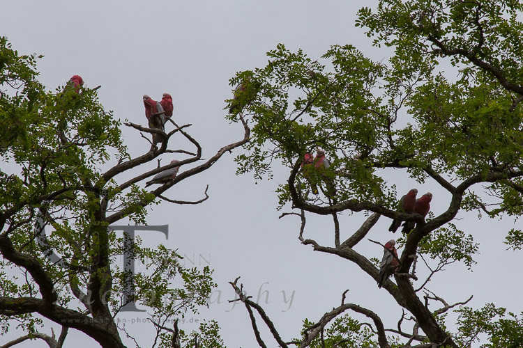 Tasmanien Richmond Bäume mit Papageien