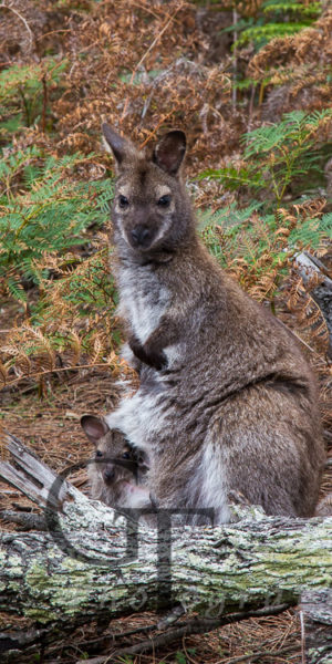 Freycinet Halbinsel Bennett Wallaby mit Jungem