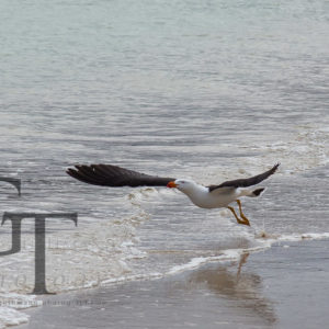 Freycinet Halbinsel Cooks Beach Dickschnabelmöwe