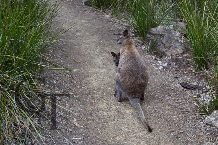 Tasmanien Fortescue Bennet Wallaby mit Kind