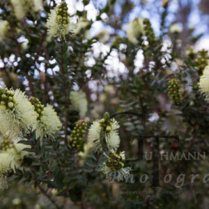 Tasmanien Fortescue Blütenpracht am Wegesrand