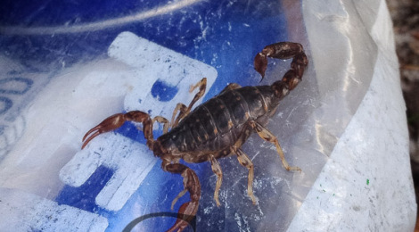 Tasmanien Fortescue Skorpion auf dem Weg zum Cape Pillar