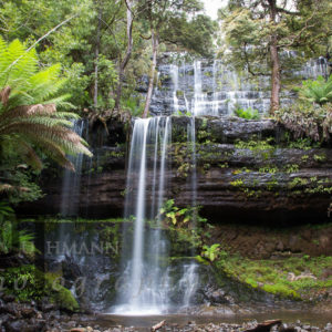 Tasmanien Mount Field Nationalpark