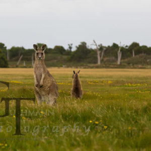 Tiere Australien Tasmanien