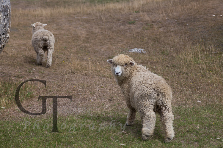 Neuseeland Merino Schafe