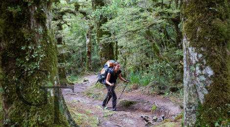 Neuseeland Wanderung Great Walk Lake Waikaremoana