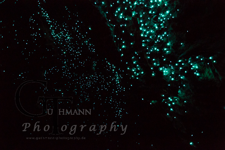 Neuseeland Glühwürmchen Höhle Waipu Caves