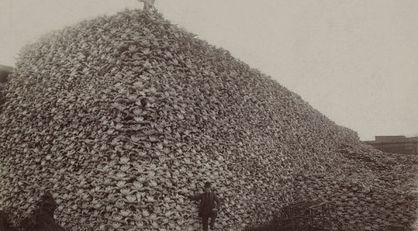Aufgehäufter Berg von Bison-Schädeln mit posierenden hellhäutigen Männern USA, ca. 1870 (Quelle: Wikipedia.org)
