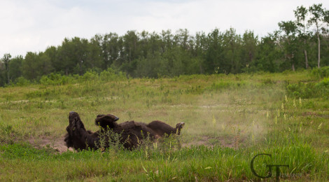 Kanada Alberta Elk Island National Park vor den Toren Edmontons