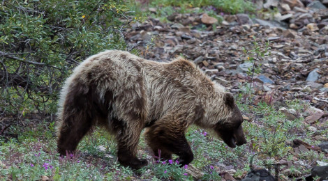 Alaska Denali National Park Grizzly