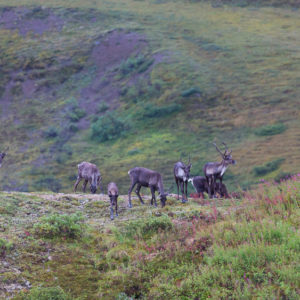 Alaska Denali Nationalpark