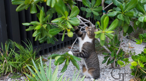 Fotoserie Katzen dieser Welt heute Florida Miami
