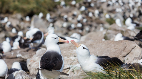 Falklandinseln Westpoint Albatroskolonie