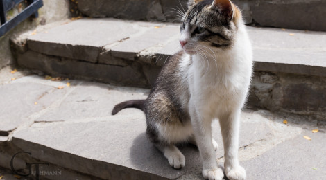 Fotoserie Katzen dieser Welt Argentinien Bariloche