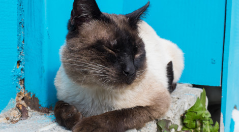 Fotoserie Katzen dieser Welt Ushuaia Siamkater