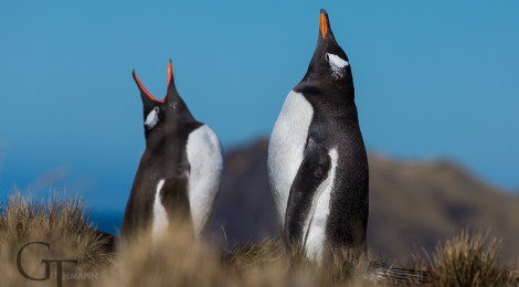 Antarktis Pinguine Eselspinguin Südgeorgine