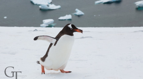 Antarktis Pinguine Eselspinguin
