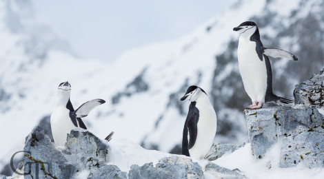 Antarktis Pinguine Zügelpinguin