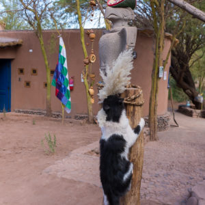 Fotoserie Katzen dieser Welt Chile San Pedro de Atacama