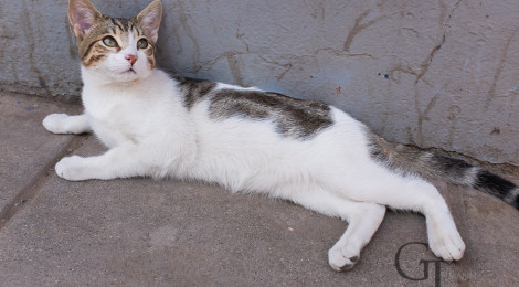 Fotoserie Katzen dieser Welt Peru Puno