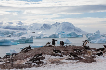 Vornehm im Frack – Die Pinguine der Antarktis