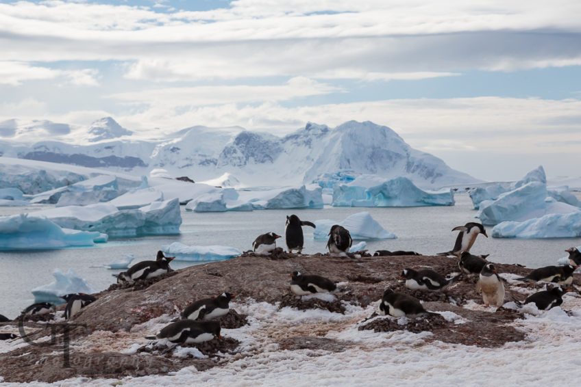 Vornehm im Frack – Die Pinguine der Antarktis