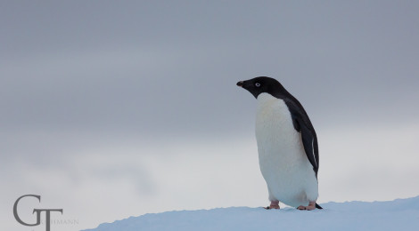 Antarktis Pinguine Adeliepinguin