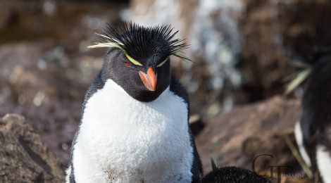 pinguine-der-antarktis-felsenpinguin-falklandinseln01